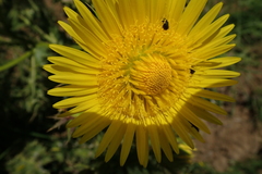 Berkheya macrocephala