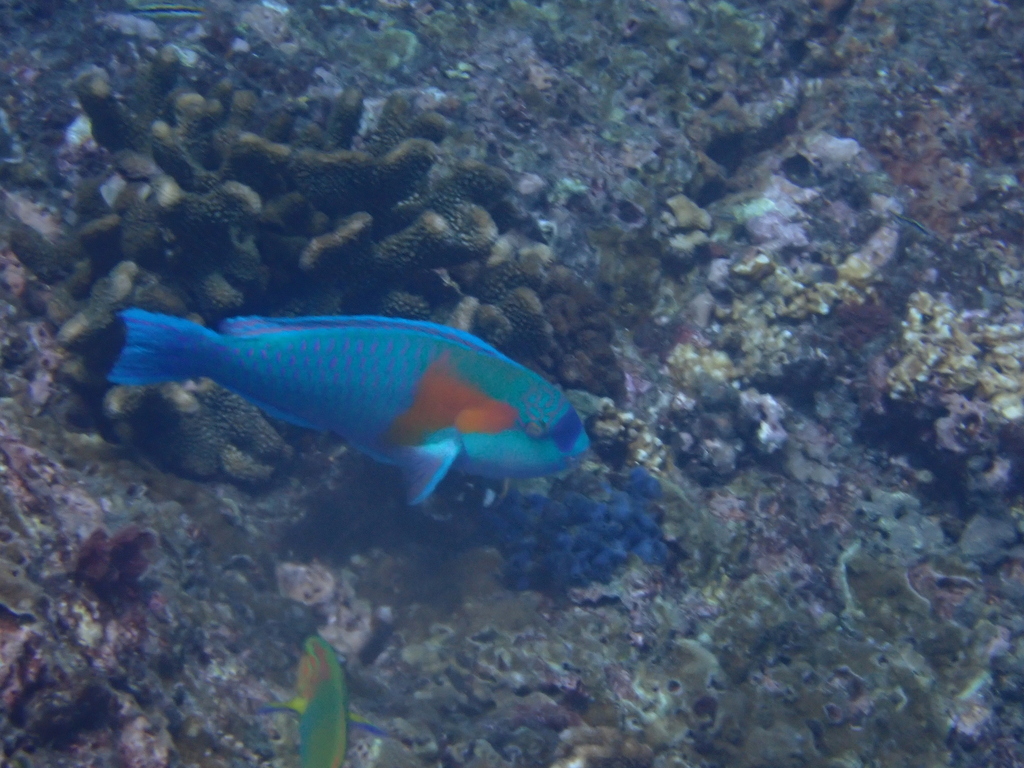 Bower's Parrotfish