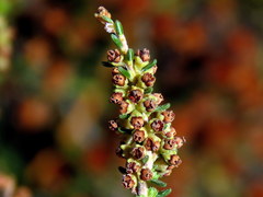 Erica serrata