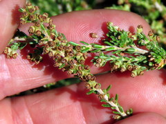 Erica serrata