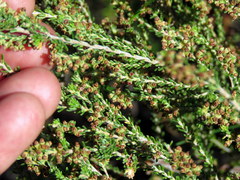 Erica serrata