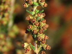 Erica serrata