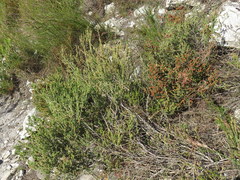 Erica serrata