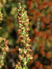 Erica serrata