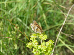 Melitaea athalia