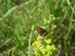 Melitaea athalia