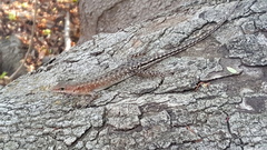 Sphenomorphus melanopogon