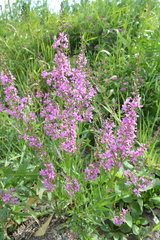 Lythrum virgatum