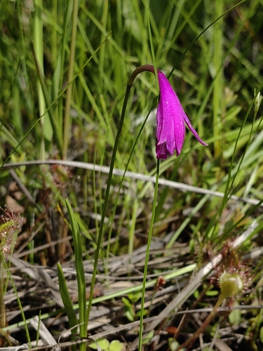 Eleorchis japonica iNat (1)