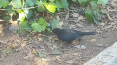 Turdus merula