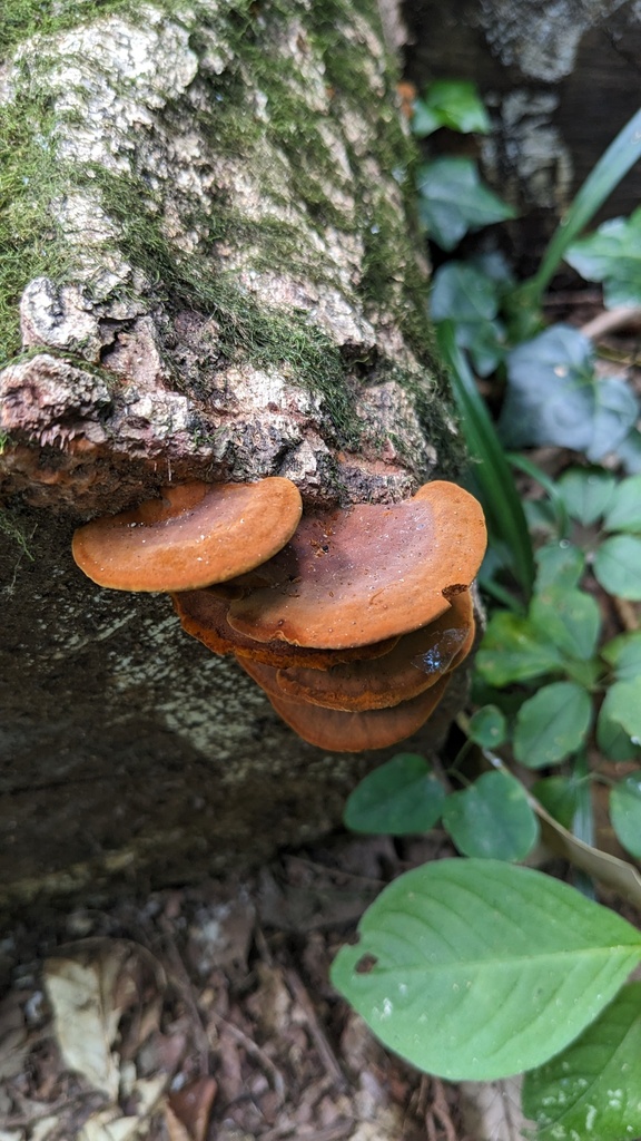 Fuscoporia gilva · July 2023 · photo: © atsushi_nakajima_cirque (iNaturalist, cc-by)