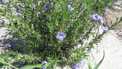 Aptosimum albomarginatum