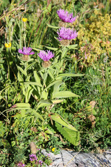 Centaurea phrygia abbreviata