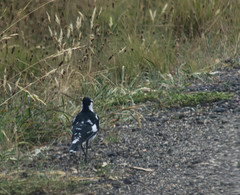 Grallina cyanoleuca