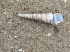 Turritella bacillum - Photo (c) Tom Ameye, some rights reserved (CC BY-NC), uploaded by Tom Ameye