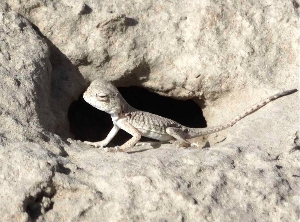 Forsyth's Toadhead Agama