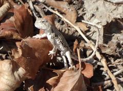 Phrynocephalus forsythii