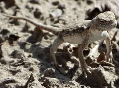 Phrynocephalus forsythii