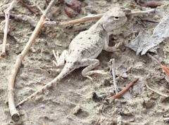 Phrynocephalus forsythii