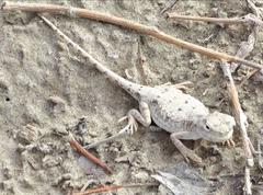 Phrynocephalus forsythii