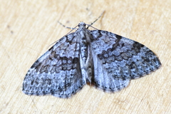Entephria caesiata