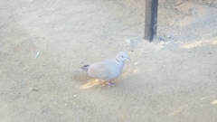 Streptopelia decaocto