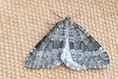 Entephria caesiata