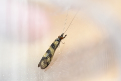 Mystacides longicornis