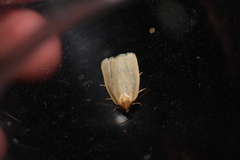 Zelotherses paleana