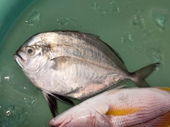 Cleftbelly Trevally photo 4
