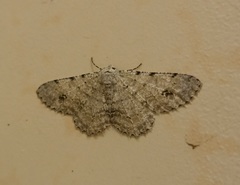 Lassaba parvalbidaria