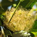 Clematis pickeringii - Photo (c) coenobita, μερικά δικαιώματα διατηρούνται (CC BY), uploaded by coenobita