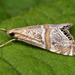 Euchromius superbellus - Photo (c) Paolo Mazzei, some rights reserved (CC BY-NC), uploaded by Paolo Mazzei