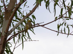 Ptilotula penicillata