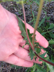 Tetragonotheca texana