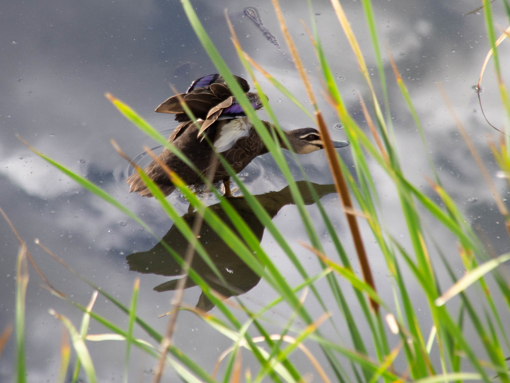 Pacific Black Duck (Anas superciliosa)