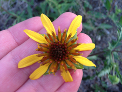 Tetragonotheca texana