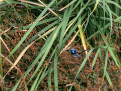 Malurus cyaneus