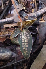 Eurycentrum obscurum