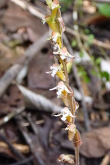 Eurycentrum obscurum