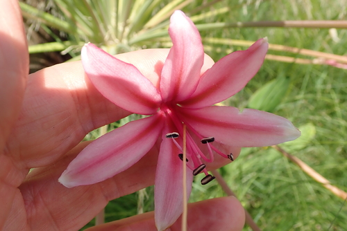 Image of Brunsvigia grandiflora by no rights reserved
