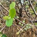 Ficus aculeata - Photo (c) Nick Talbot, algunos derechos reservados (CC BY-NC), subido por Nick Talbot