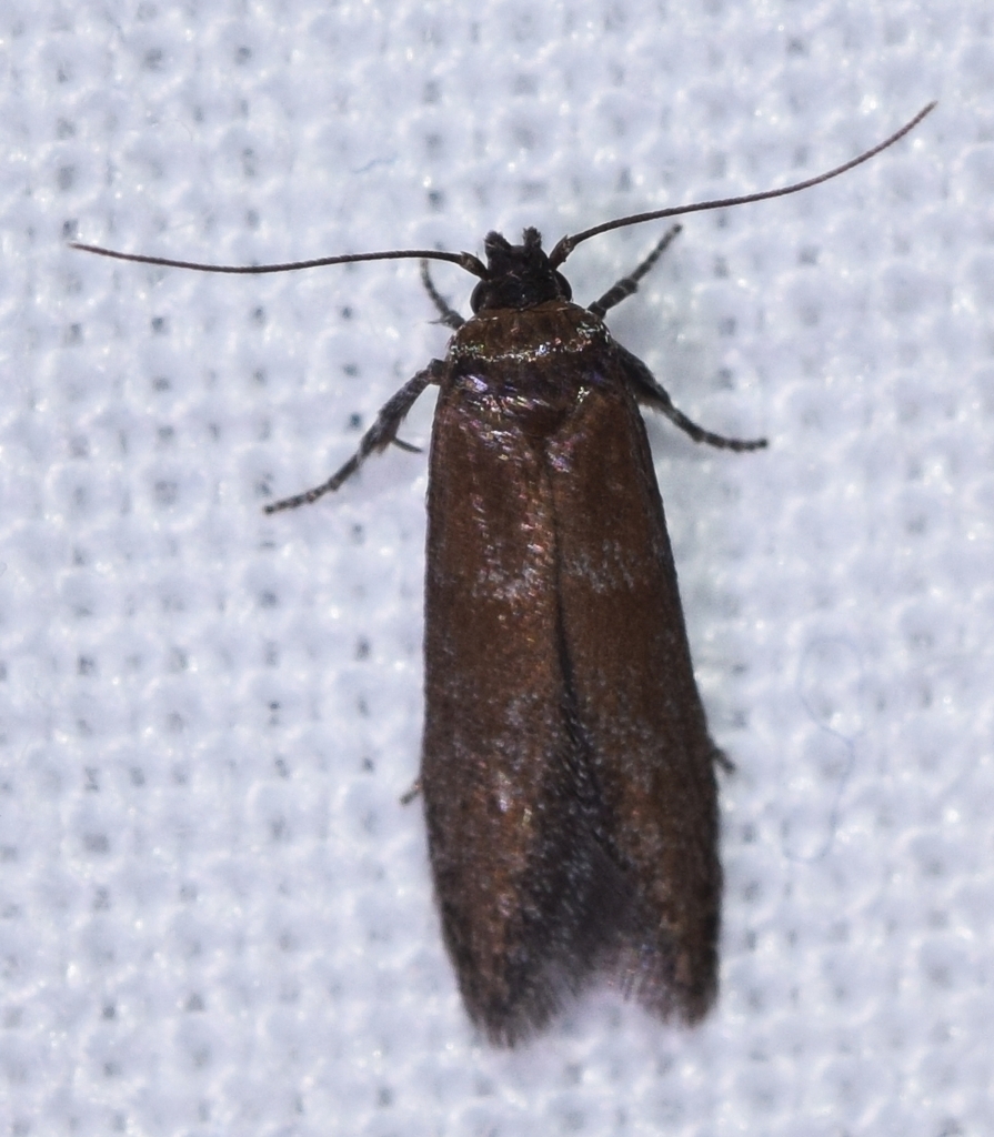 Metaxitagma
