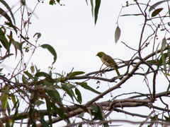 Ptilotula penicillata