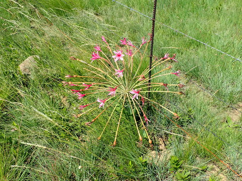 Image of Brunsvigia grandiflora by no rights reserved