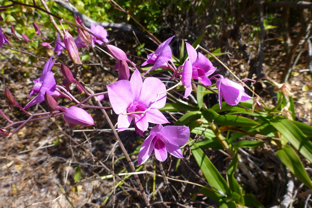 Dendrobium bigibbum