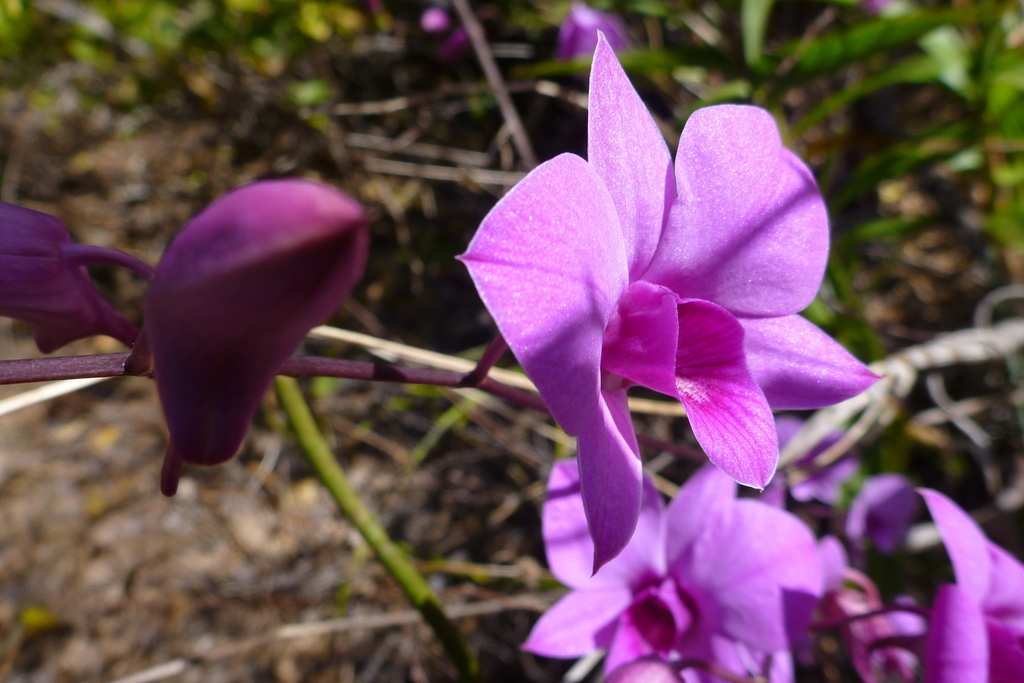Dendrobium bigibbum Lindl. 3
