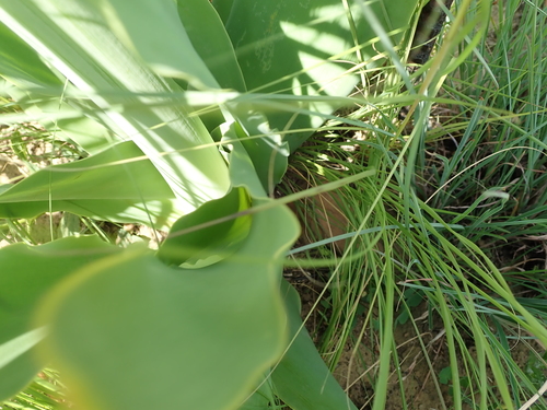 Image of Brunsvigia grandiflora by no rights reserved