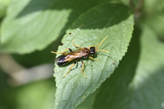 Tenthredo campestris