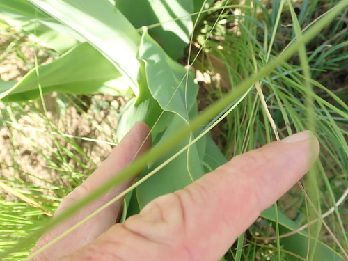 Image of Brunsvigia grandiflora by no rights reserved